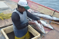 Ajudante limpando peixes para armazenar no gelo