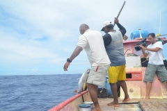 Pesca de um atum, mordido por um tubarão