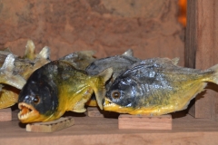 Diversos peixes (piranhas) empalhados e trabalhados pelas mãos