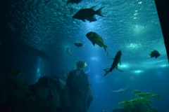 Visão do interior do Oceanário de Lisboa - Portugal