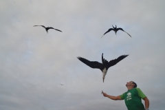 Jotinha (Guia de Turismo), dando um pedaço de peixe para uma fragata