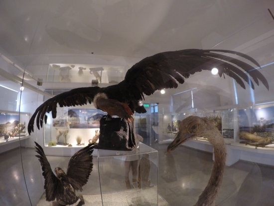 MUSEO DE CIENCIAS NATURALES Y ANTROPOLÓGICAS – JUAN CORNELIO MOYANO